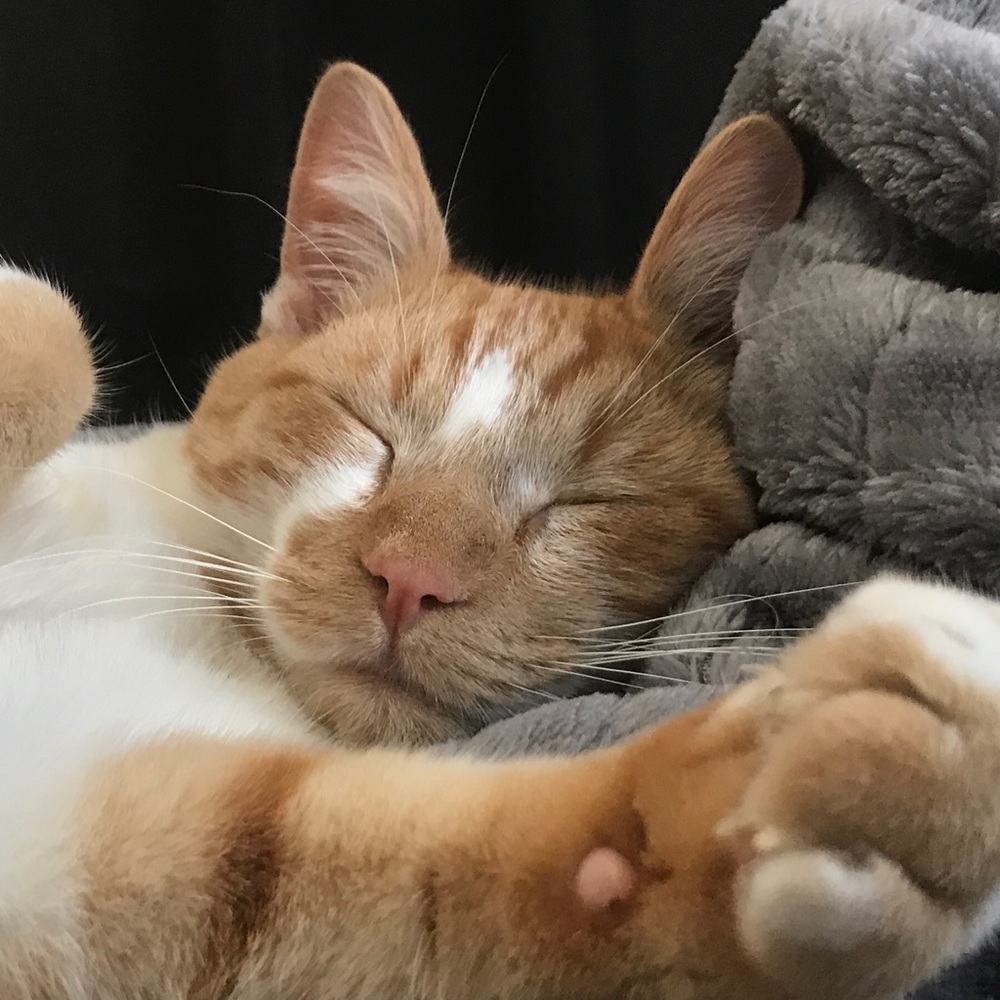 Meet your Posher, Anja